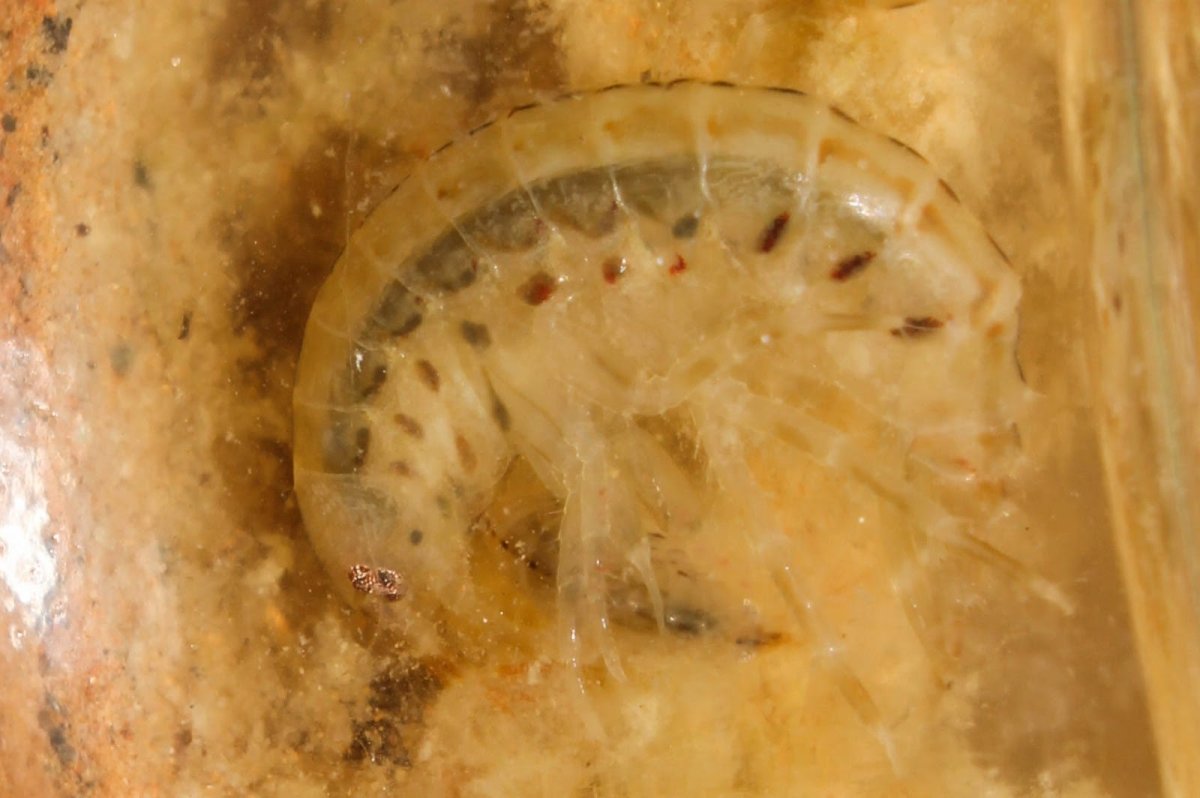 Гаммарус понтокаспийский