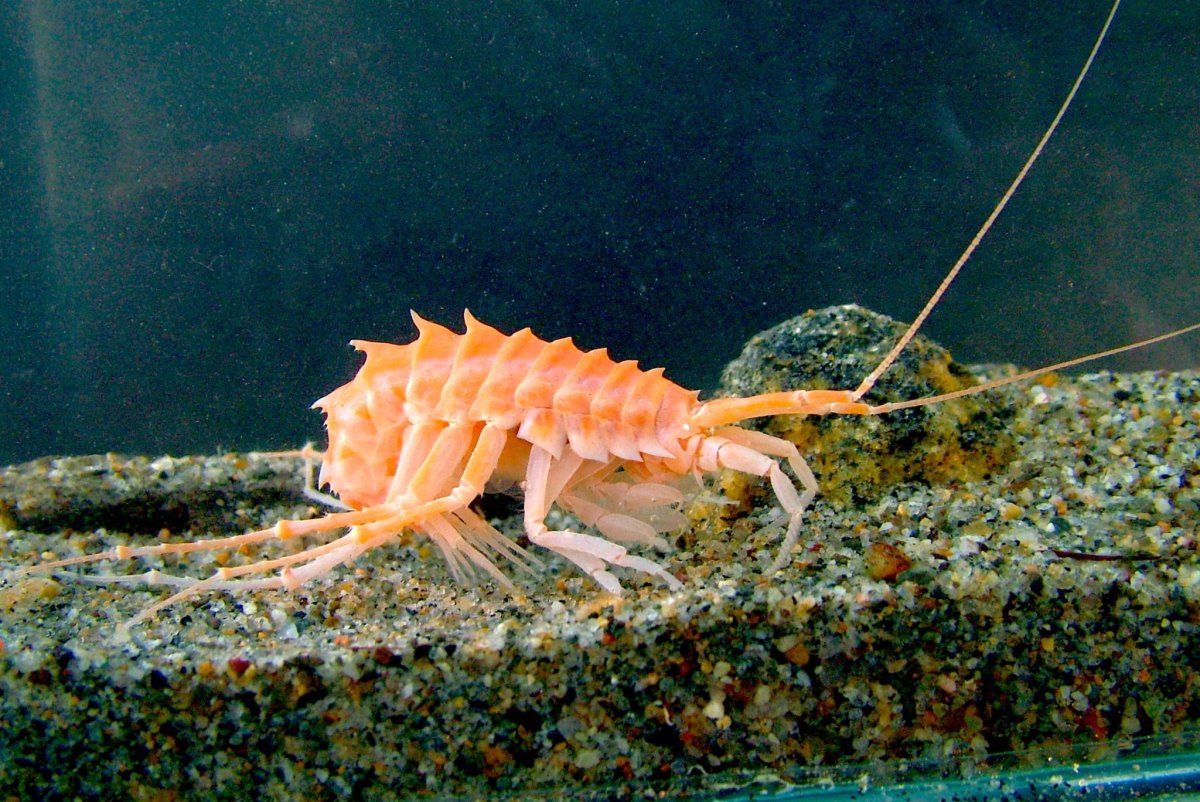 Эндемики Байкала рачок эпишура