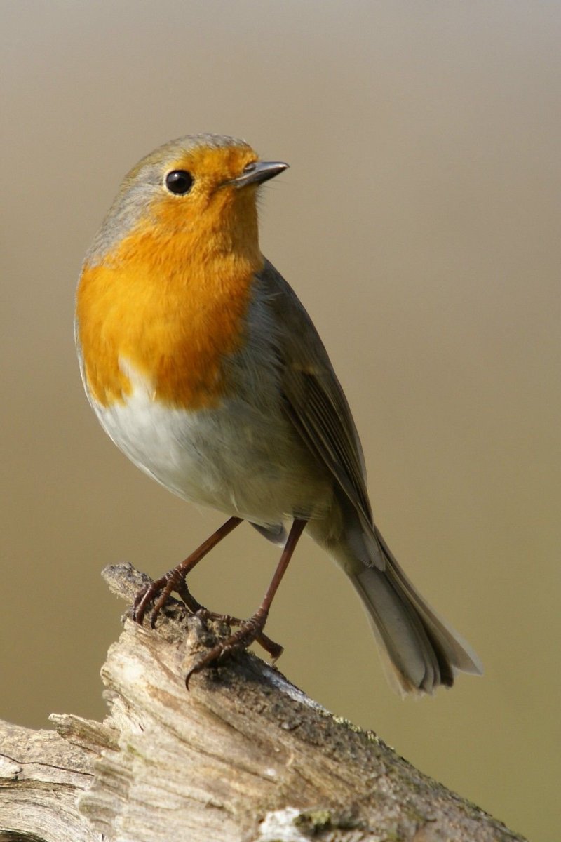 Зарянка горихвостка