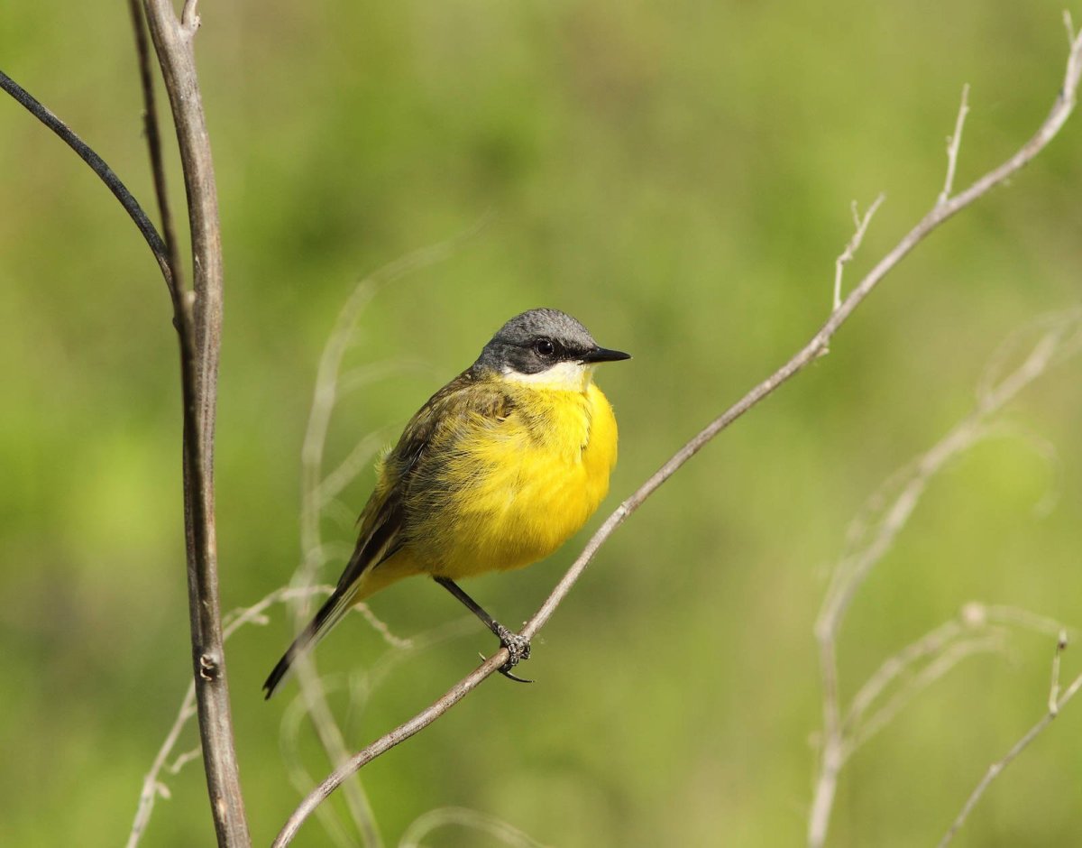 Желтая трясогузка (Motacilla Flava zaissanensis)