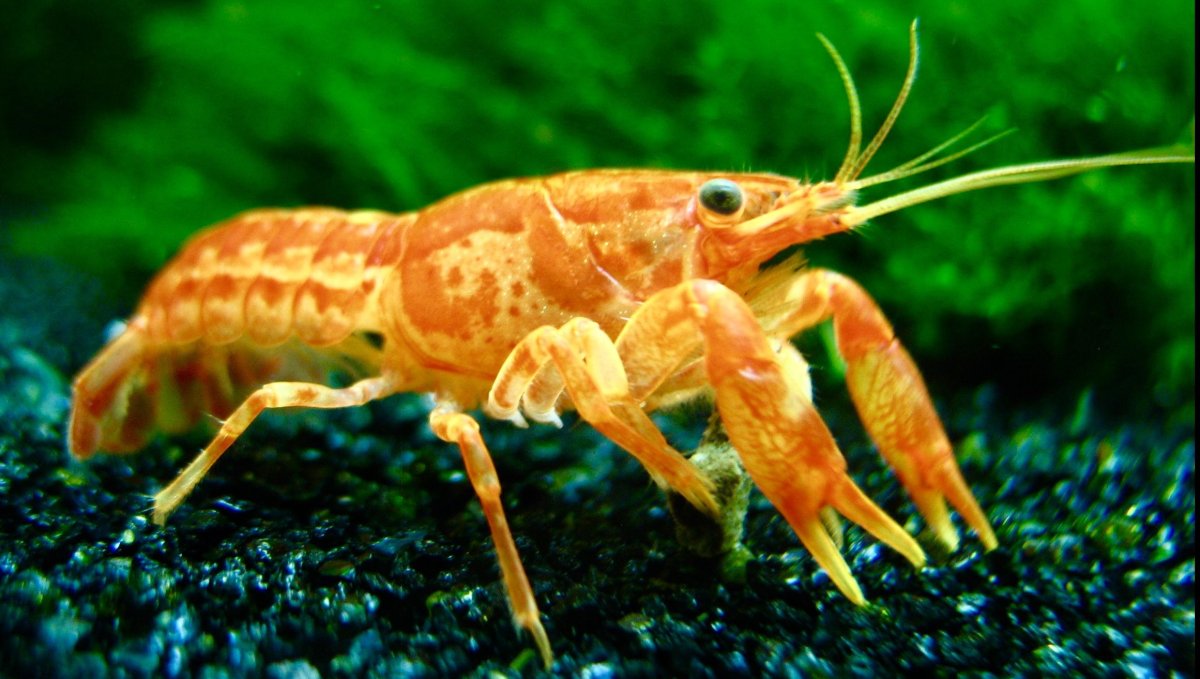 Рачок эпишура