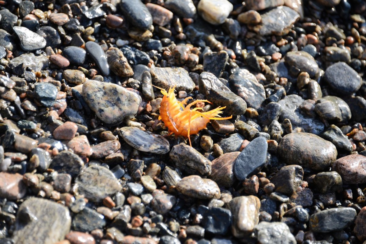 Байкальская креветка гаммарус