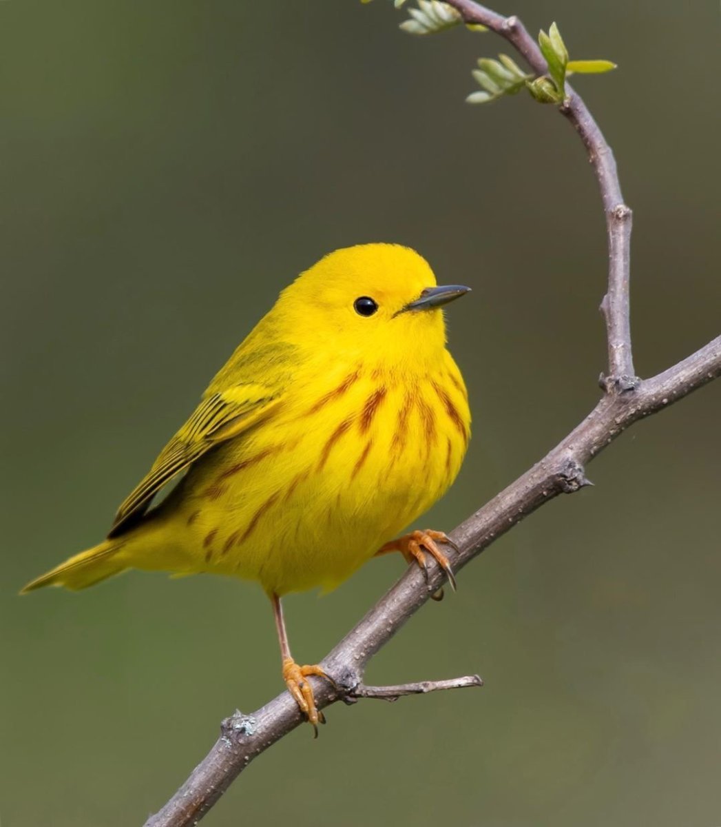 Yellow Warbler птица