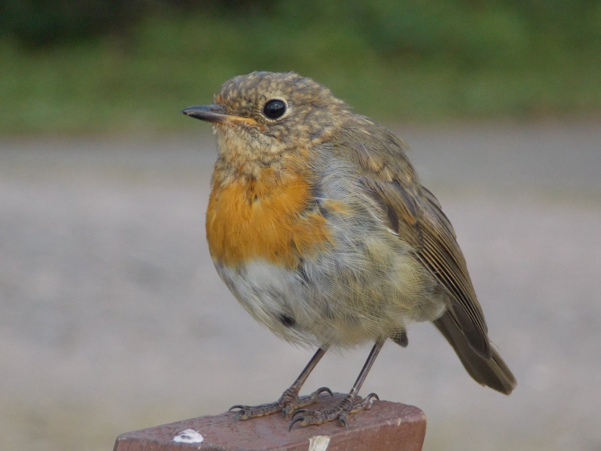 Желто коричневая птичка