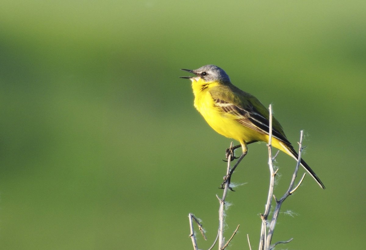 Птенец желтой трясогузки