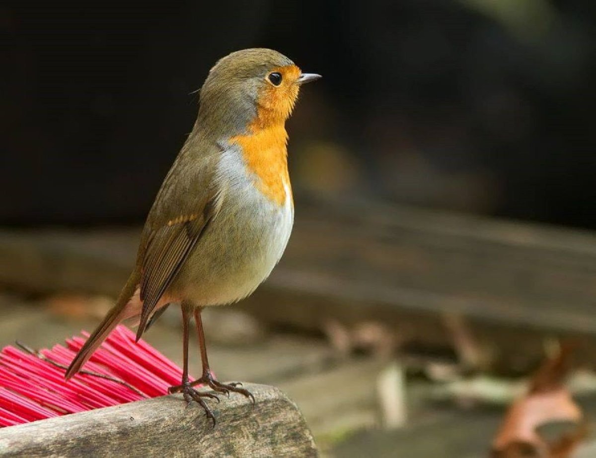 Птичка с оранжевым животиком