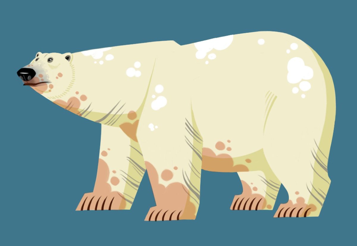 Белый медведь Illustrator