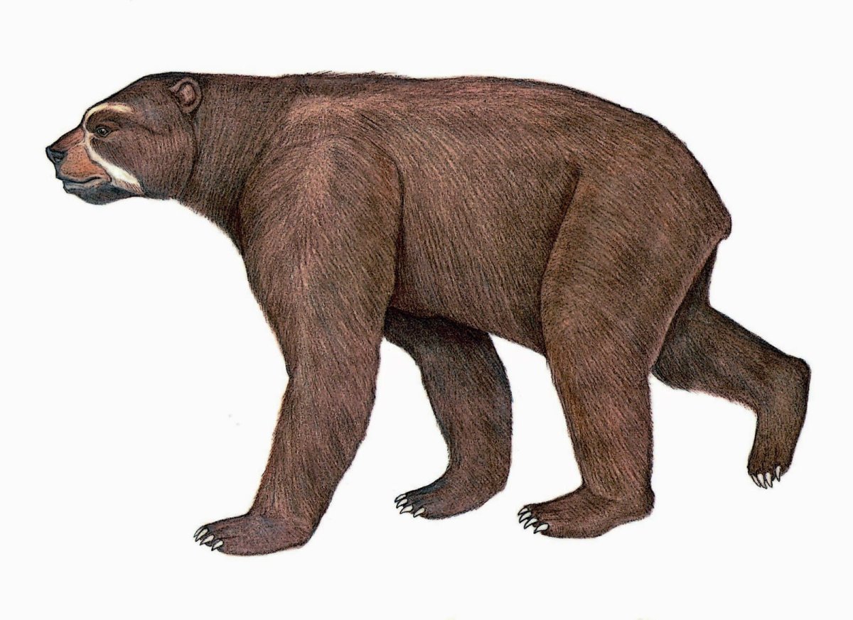 Южноамериканский Арктотерий