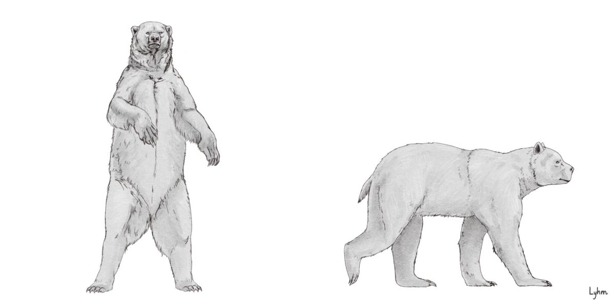 Арктодус Симус гигантский медведь