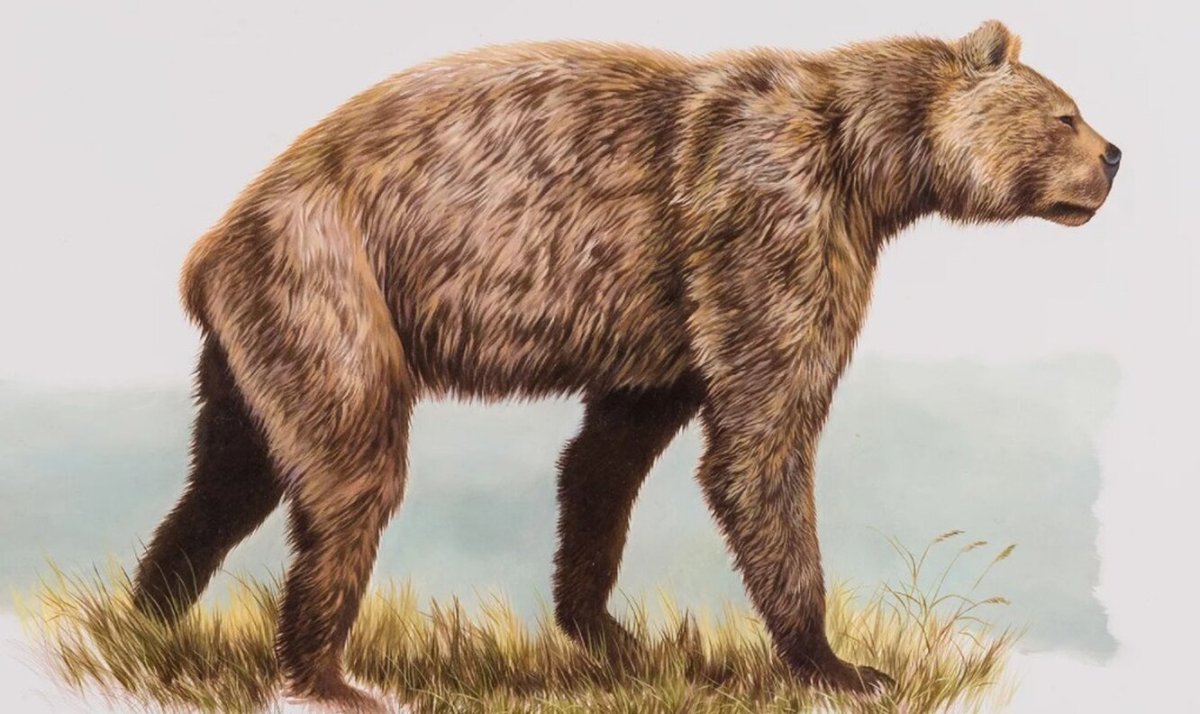 Гигантский Короткомордый медведь