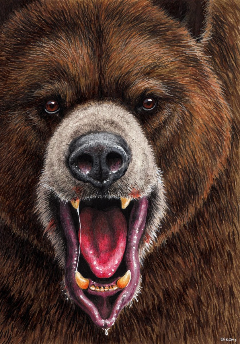 Арктотерий медведь