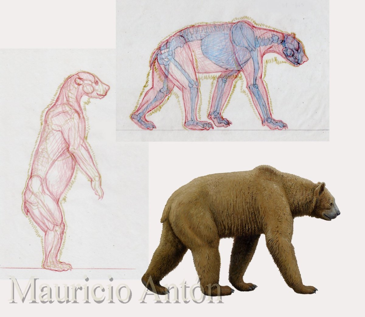 Арктодус Симус гигантский медведь