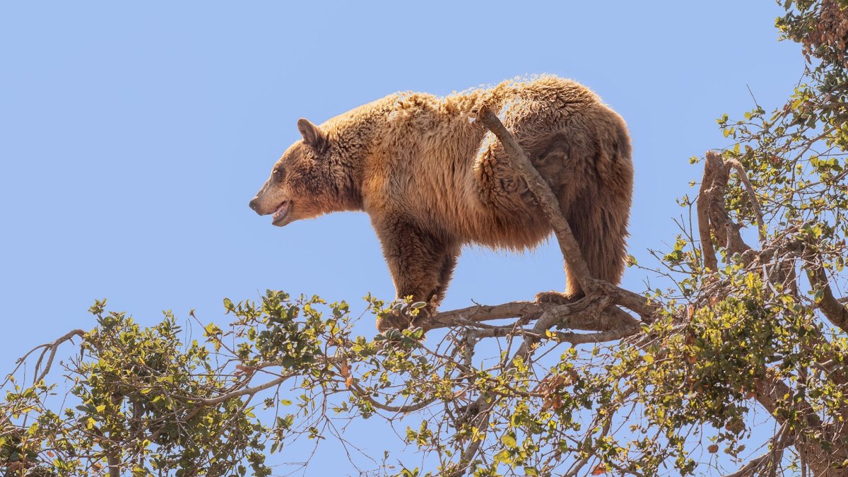 Короткомордый пещерный медведь