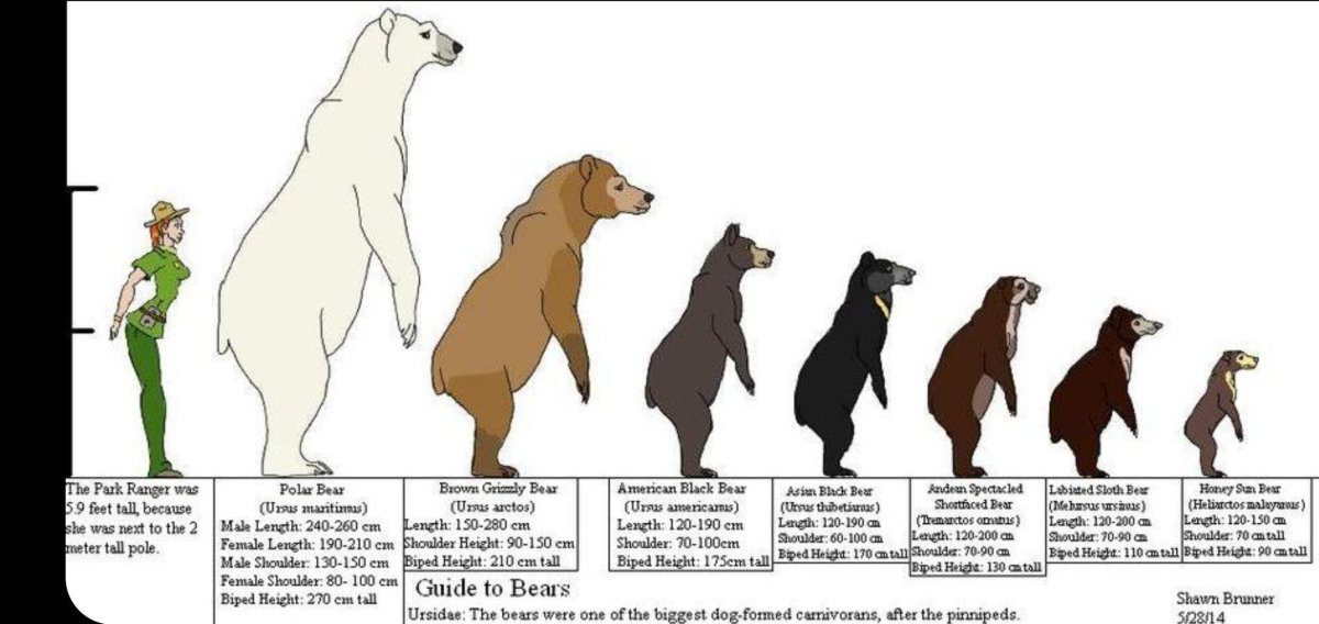 Медведь Гризли бурый и белый сравнение