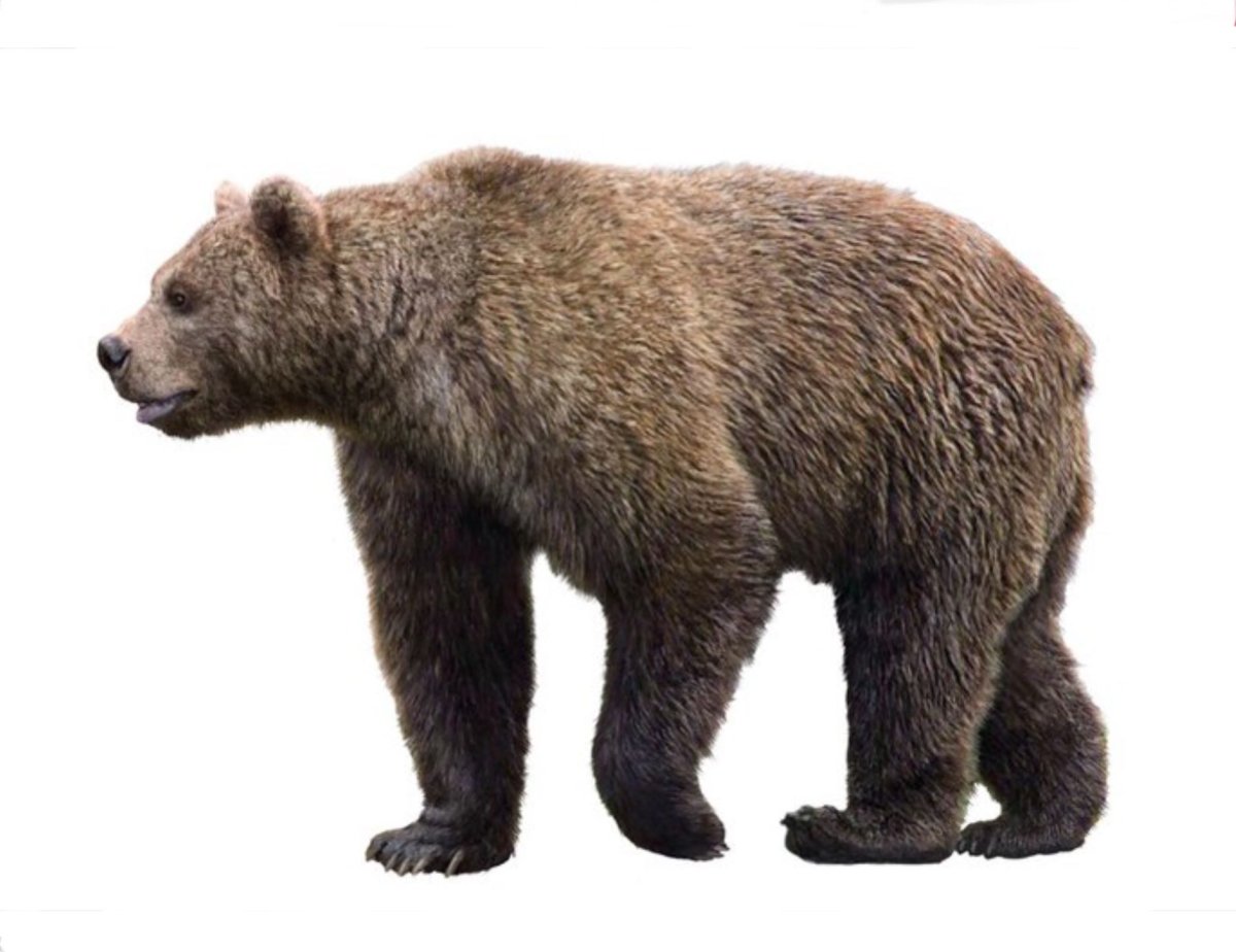 Арктодус Симус