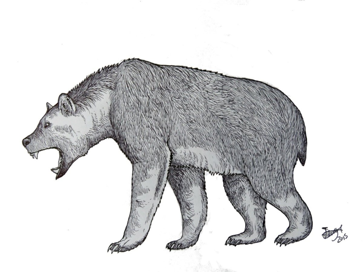 Агриотериум африканум