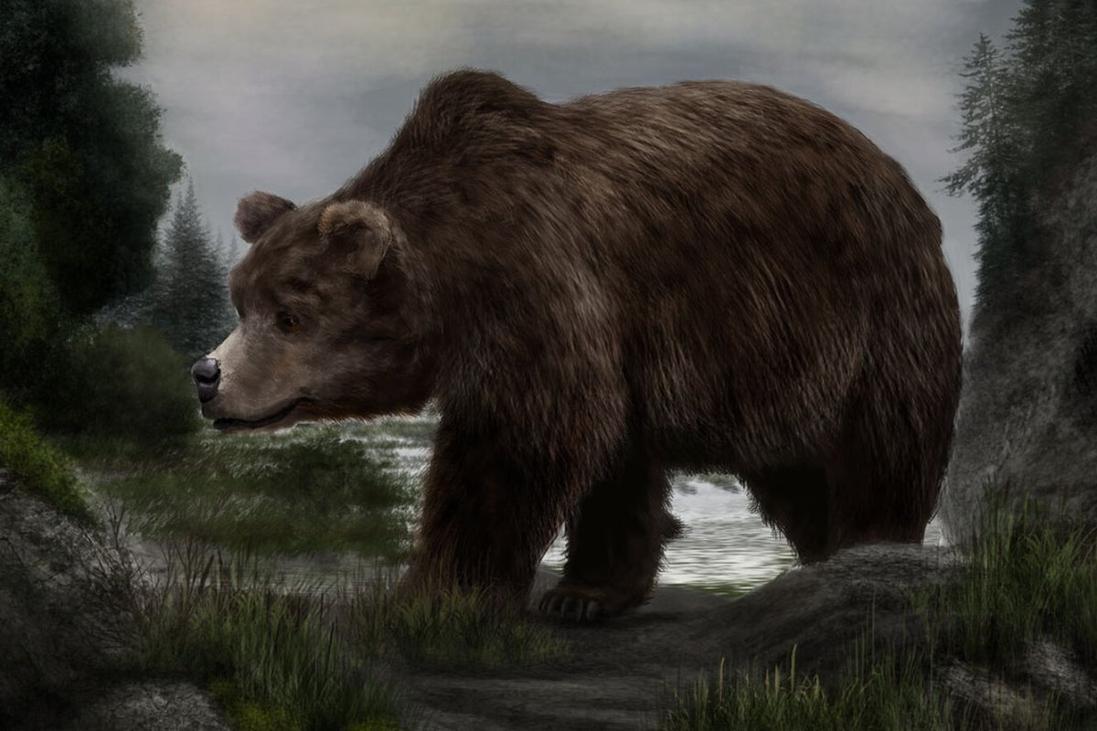 Вымершие животные Короткомордый медведь