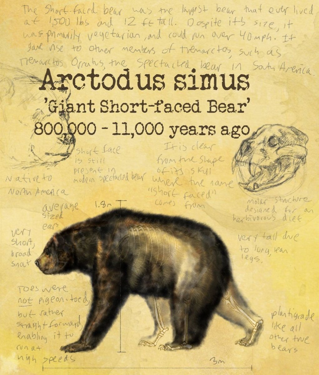 Короткомордый пещерный медведь