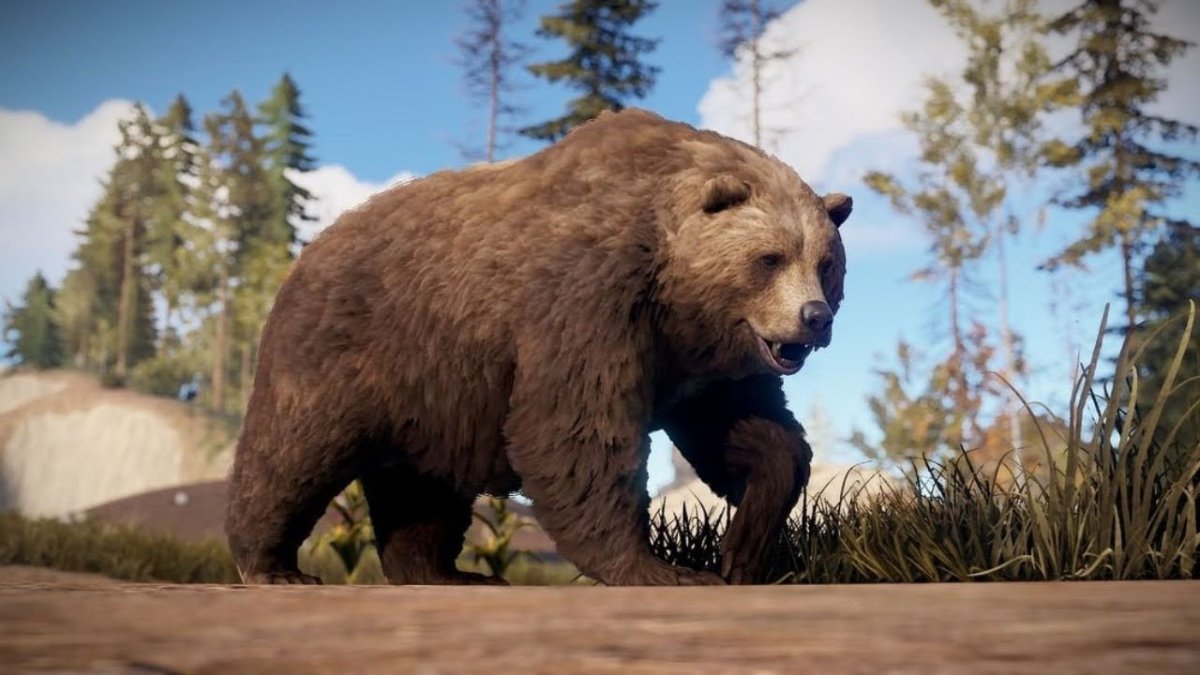 Медведь в расте