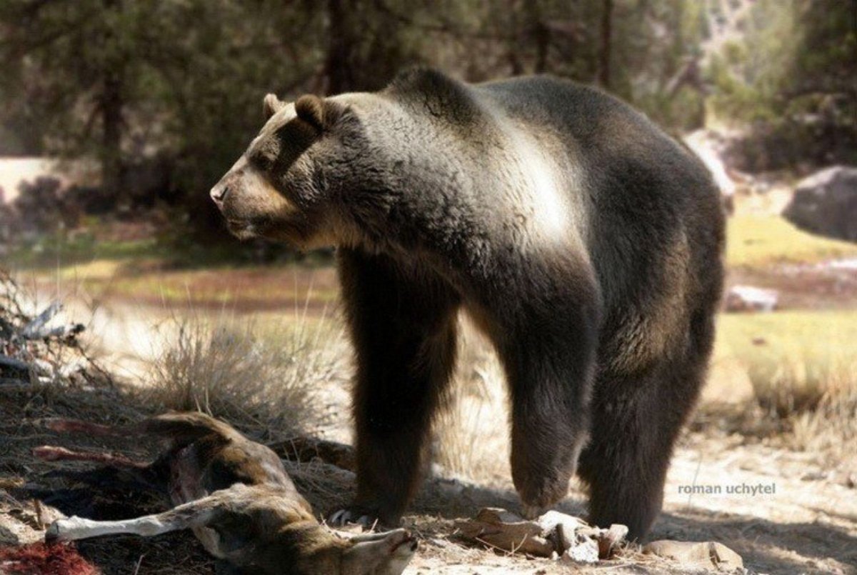 Арктотерий медведь