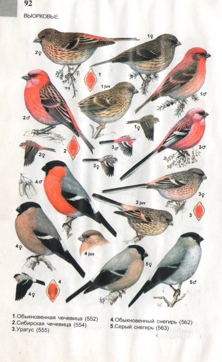 Сибирская чечевица Вьюрковые