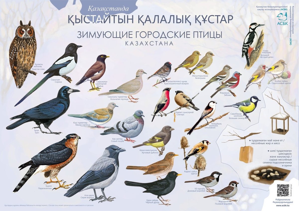 Плакат. Зимующие птицы.