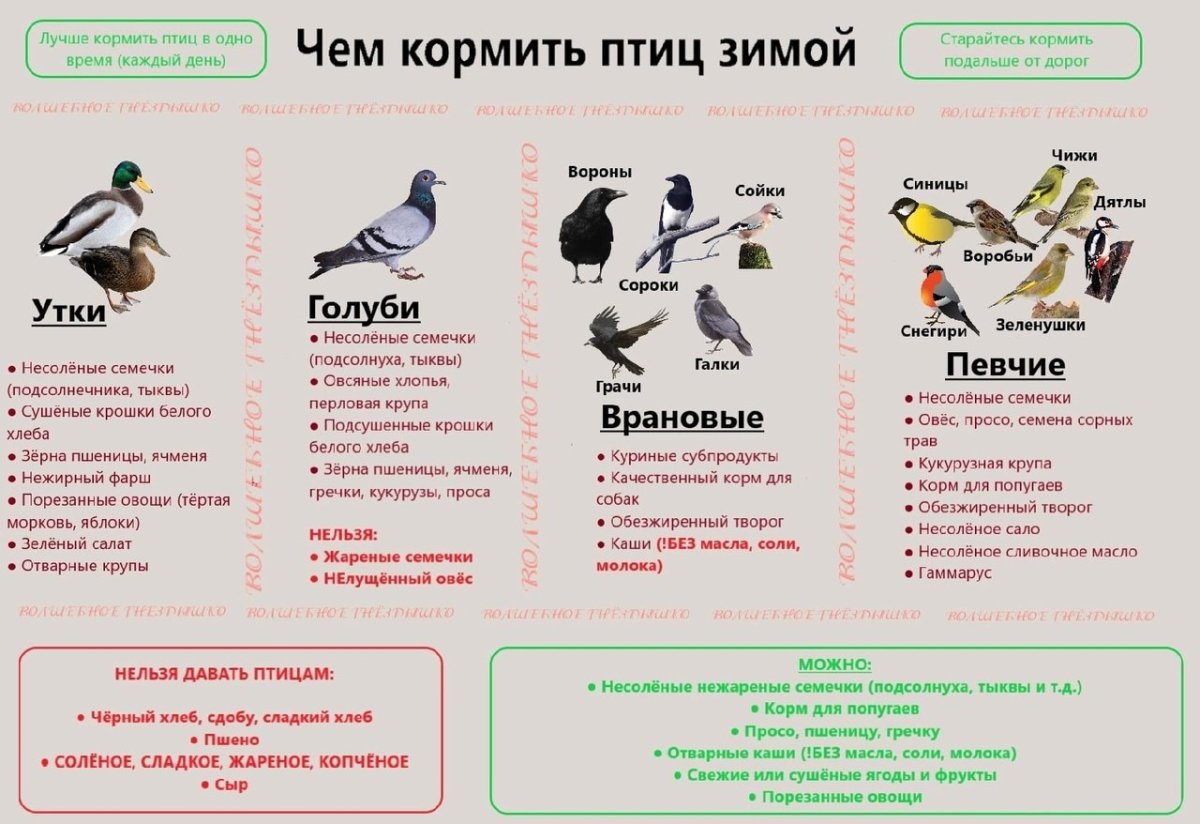 Памятка по кормлению птиц