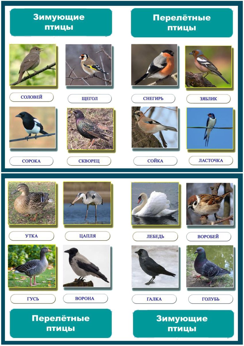 Перелетные птицы Пермского края список