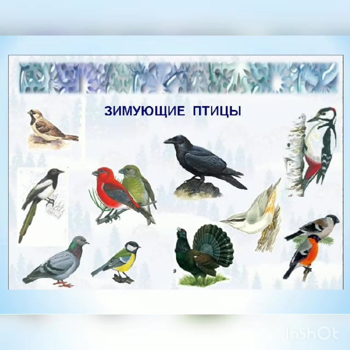 Зимующие птицы