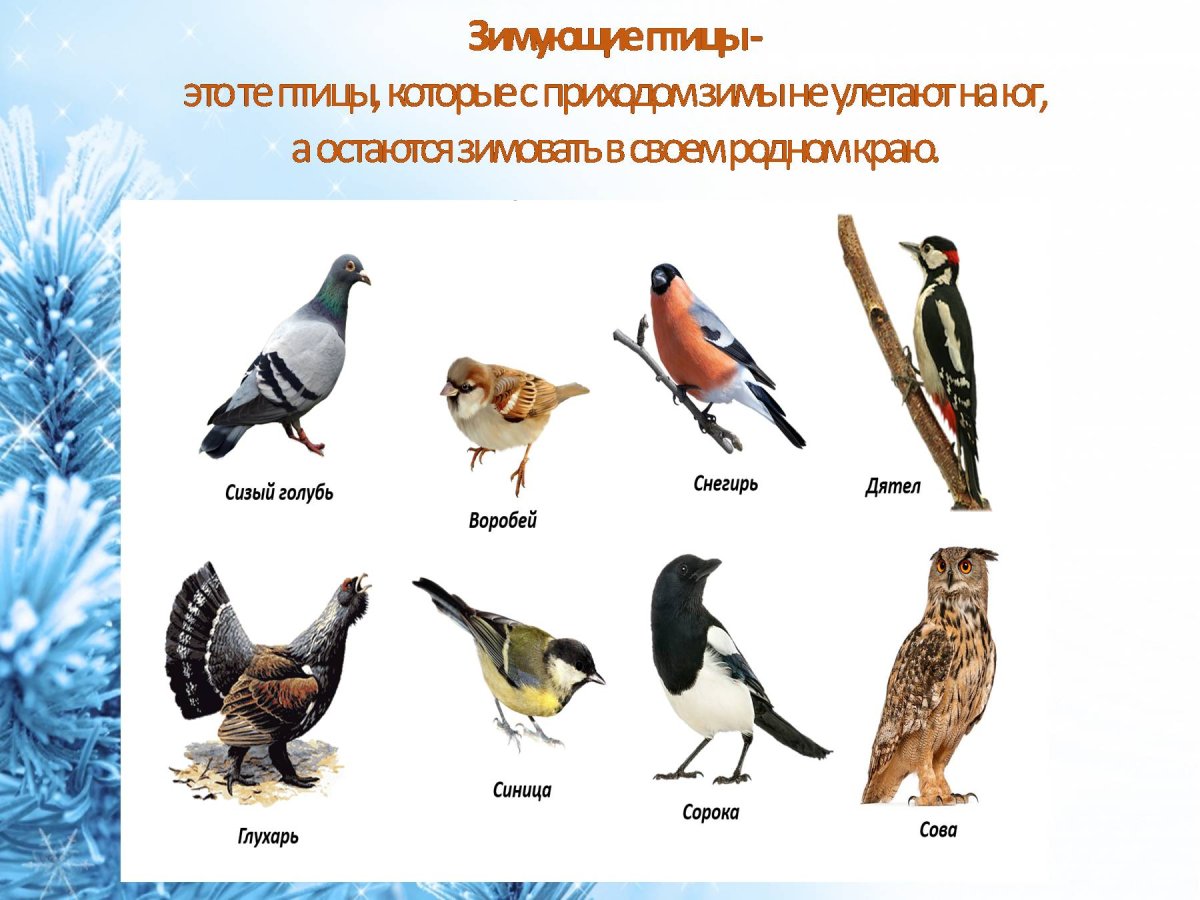 Зимующие птицы Подмосковья
