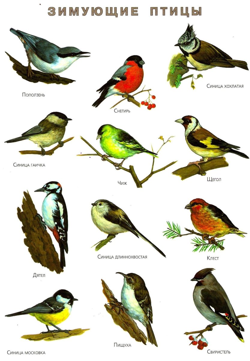 Зимующие и перелетные птицы России для детей
