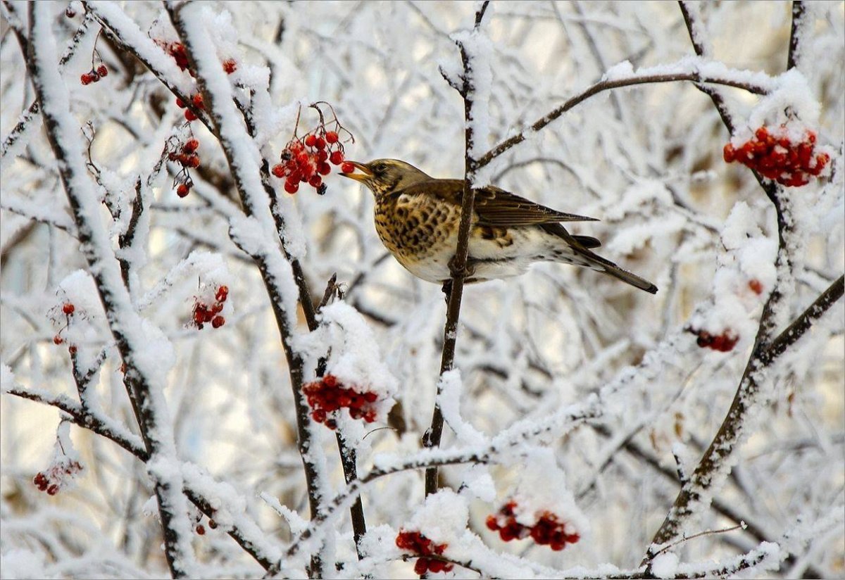 Рябинник зимой