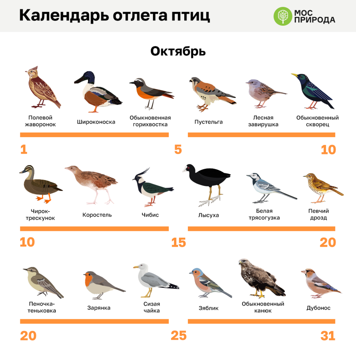 Птицы Подмосковья