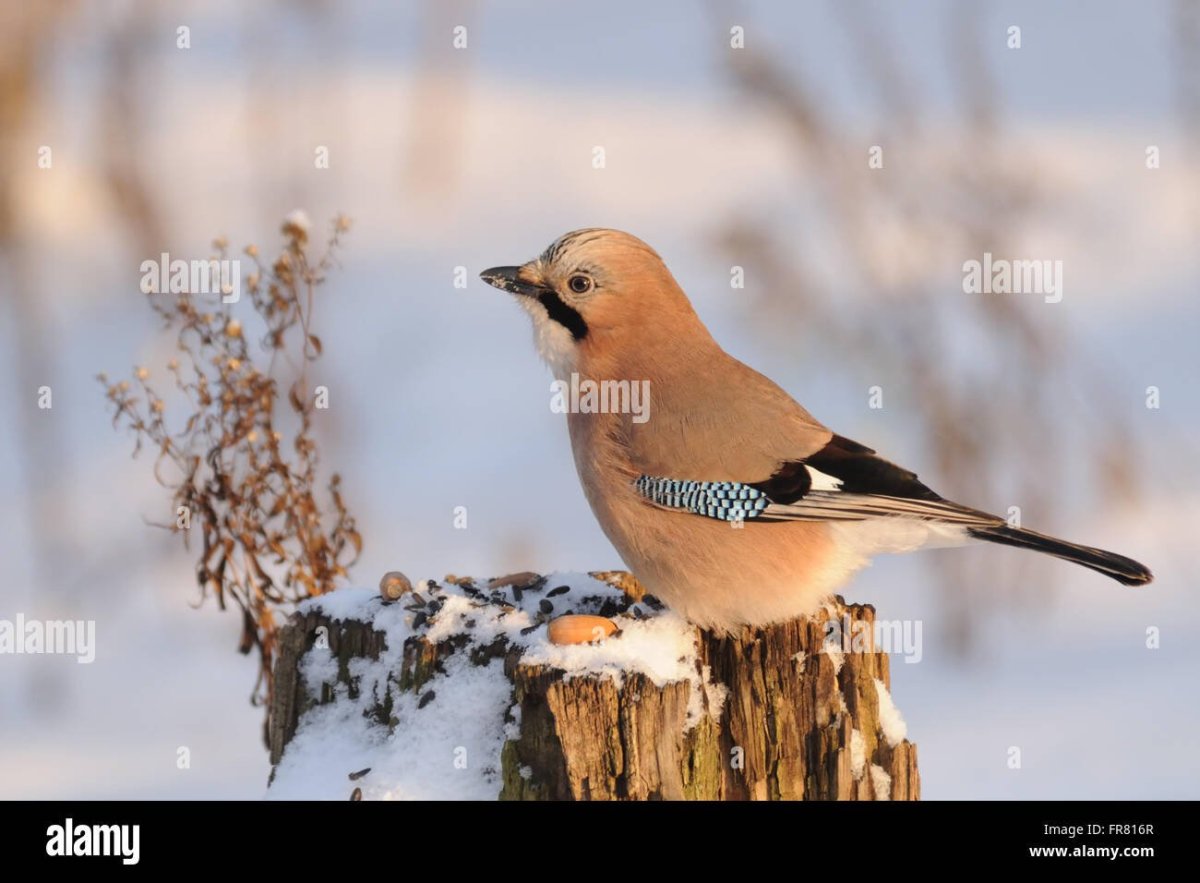111 Декабря Сойкин день картинки