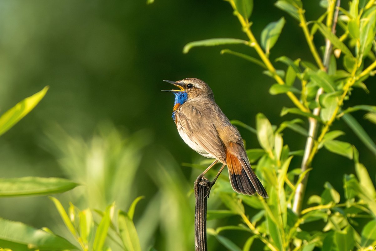 Варакушка белозвездная