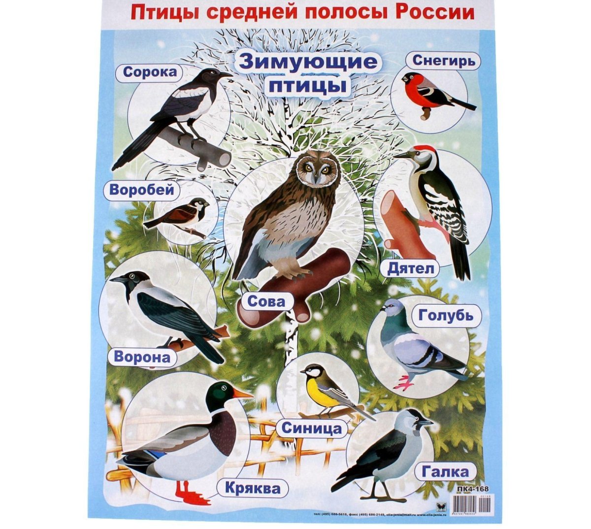 Плакат зимующие птицы средней полосы России