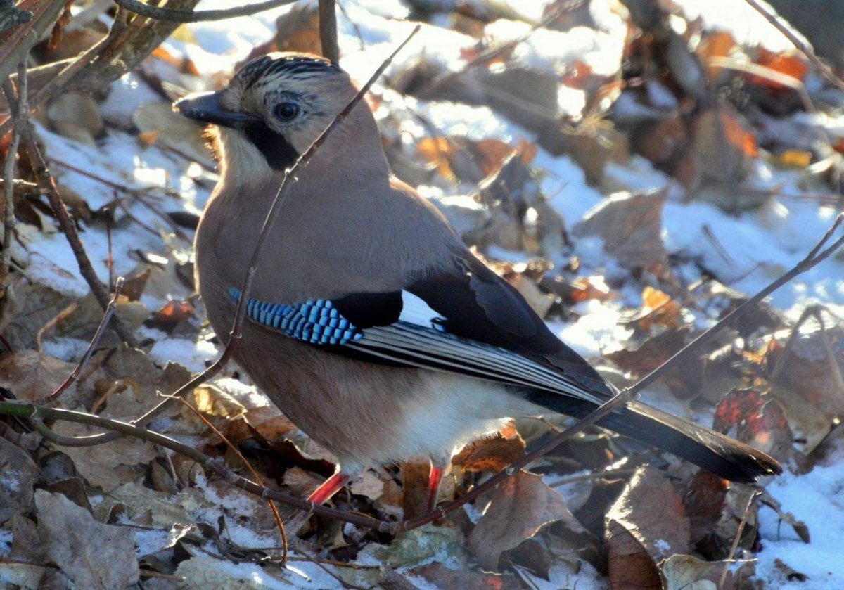 Лесные птицы Подмосковья Сойка
