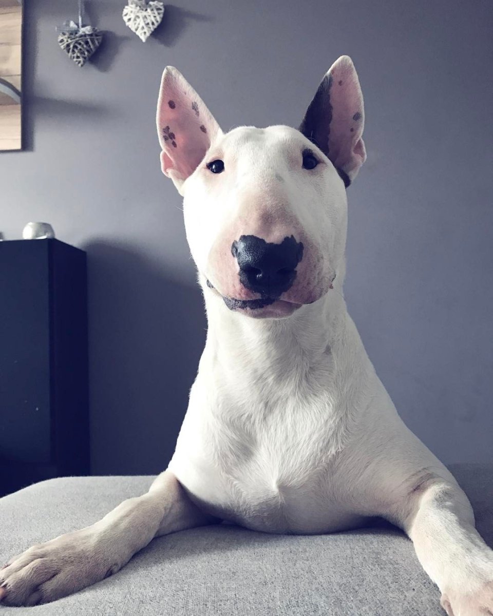 Бультерьер собака