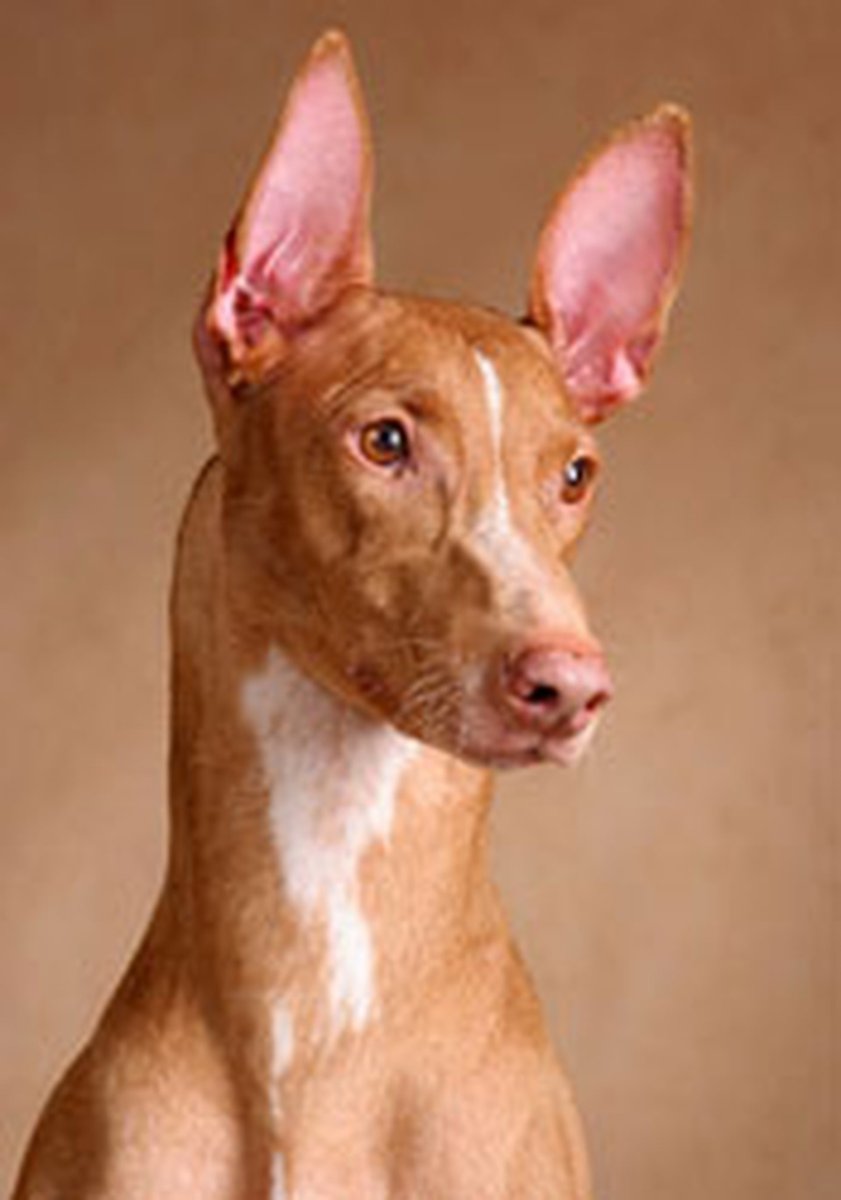Порода собак Фараонова собака