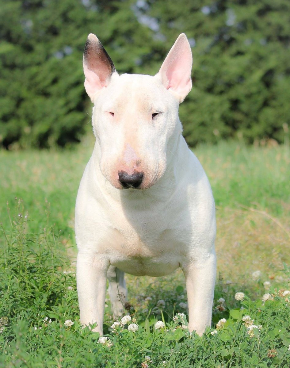 Бультерьер Честер