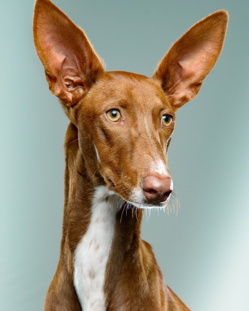 Породов Фараонова собака