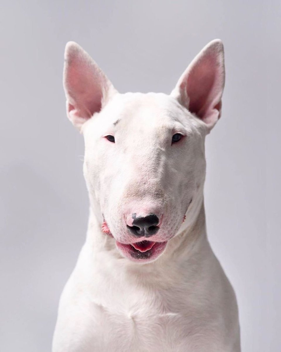 Бультерьер снап