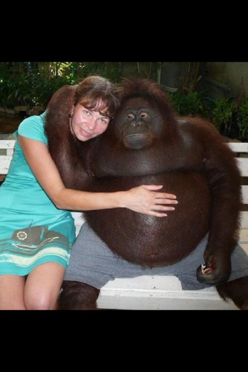 Жирная горилла