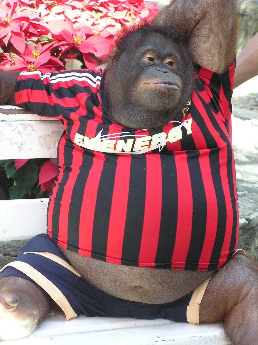 Смешные обезьяны одетые