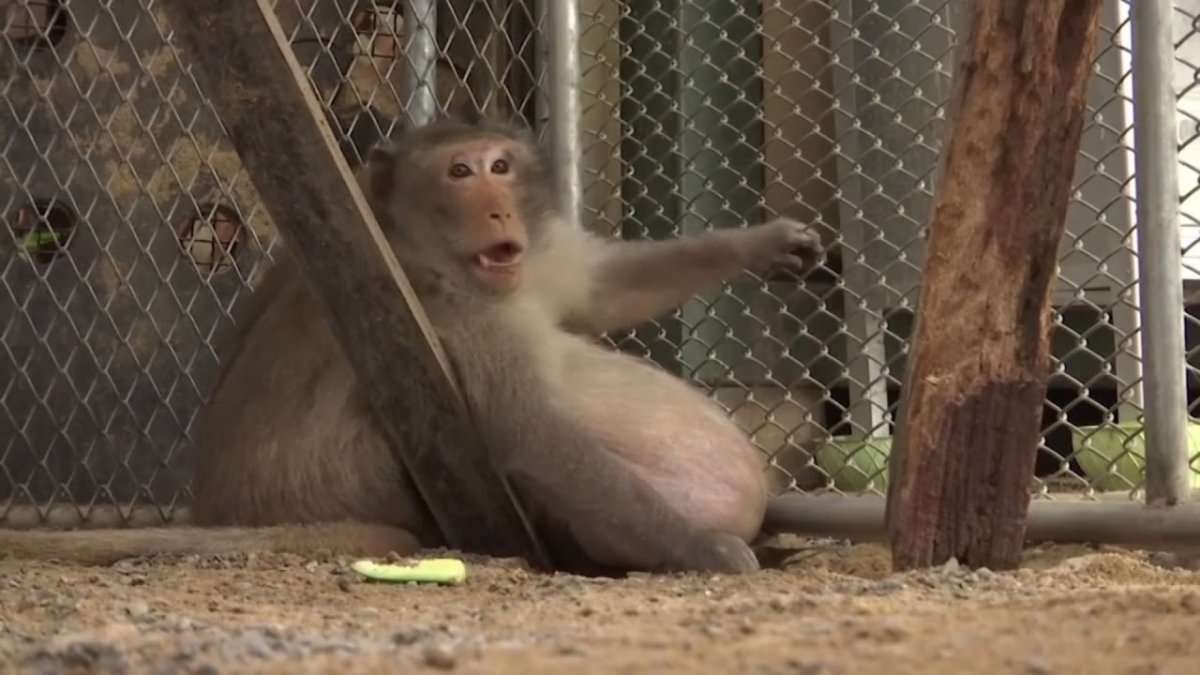 Большая жирная обезьянка