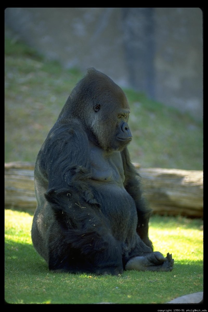 Жирная горилла