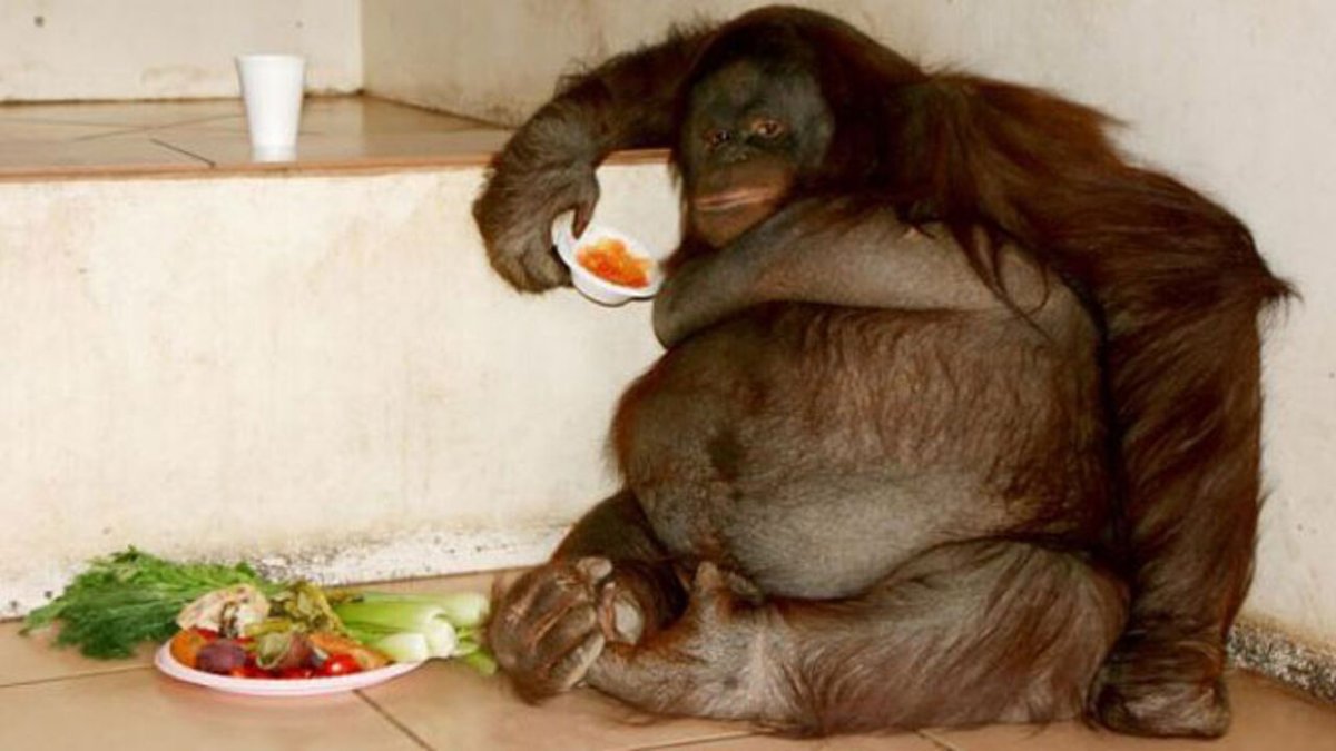 Огромная жирная обезьяна