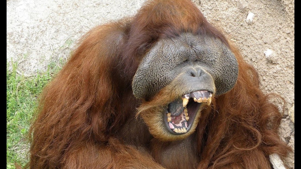 Жирный орангутан