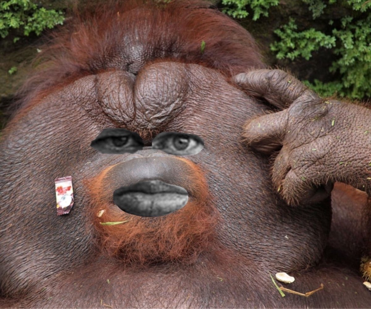 Жирный орангутанг