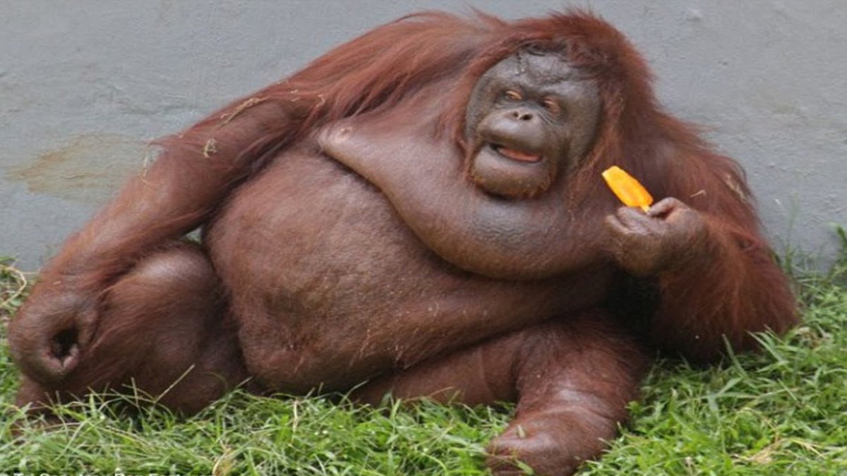 Пузатая обезьяна